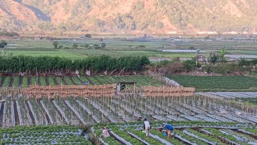 Luas Pertanaman Padi di Jawa Tengah Bertambah