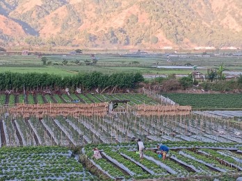 Luas Pertanaman Padi di Jawa Tengah Bertambah