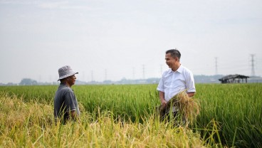 Kemarau di Pantura Terancam Diperburuk Serangan Hama