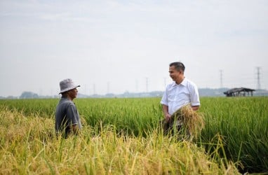 Kemarau di Pantura Terancam Diperburuk Serangan Hama