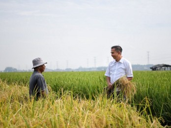 Kemarau di Pantura Terancam Diperburuk Serangan Hama