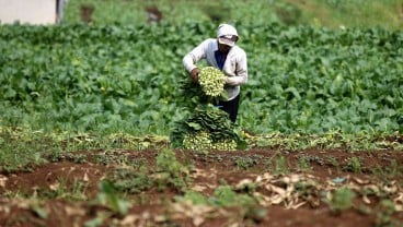 Ancang-ancang Petani Garut pada Puncak Musim Kemarau 2024