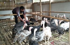 Vaksinasi Unggas Antisipasi Avian Influenza di Kudus Mulai Bergulir