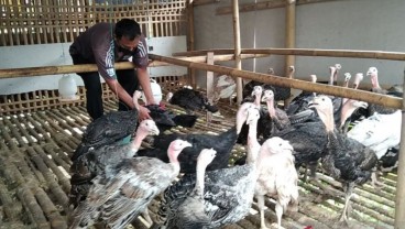 Vaksinasi Unggas Antisipasi Avian Influenza di Kudus Mulai Bergulir