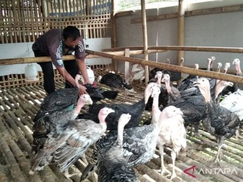 Vaksinasi Unggas Antisipasi Avian Influenza di Kudus Mulai Bergulir