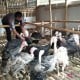 Vaksinasi Unggas Antisipasi Avian Influenza di Kudus Mulai Bergulir