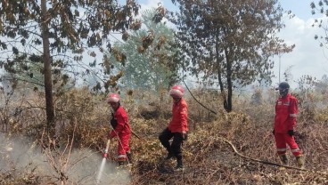 Sejumlah Lahan dan Kebun di Sumsel Terbakar, Ini Rincian Luasannya