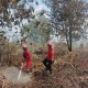 Sejumlah Lahan dan Kebun di Sumsel Terbakar, Ini Rincian Luasannya