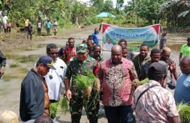 Lahan Tidur di Papua Pegunungan Didorong Ditanami Komoditas Pangan