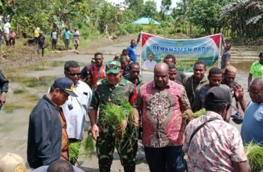 Lahan Tidur di Papua Pegunungan Didorong Ditanami Komoditas Pangan