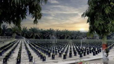 Sultra Membagikan Gratis 65.000 Bibit Kelapa Sawit