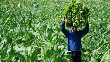 Petani Tembakau Kuningan Harus Nikmati Dana Bagi Hasil Cukai Hasil Tembakau (DBHCHT)