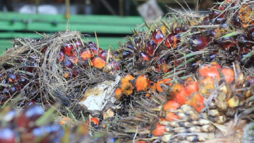 Harga TBS Sawit Sumut Hari ini (8/8) Tumbuh Positif, Capai Rp3.093,42 per Kg