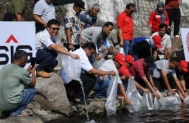 3.000 Ekor Ikan Endemik Bilih Hasil Pemijahan Ditebar di Danau Singkarak Sumbar