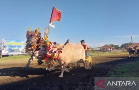 Makepung Bakal Disandingkan dengan Polo Berkuda