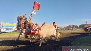 Makepung Bakal Disandingkan dengan Polo Berkuda