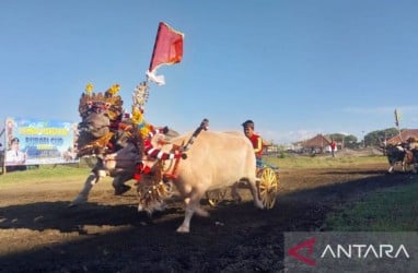 Makepung Bakal Disandingkan dengan Polo Berkuda