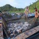 Tingkat Konsumsi Protein Ikan Rendah, KKP Kampanye di Cirebon