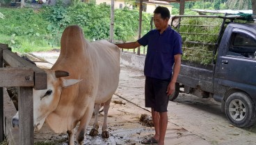 Sigi Berkomitmen Jadi Lumbung Ternak Sokong Kebutuhan Daging IKN