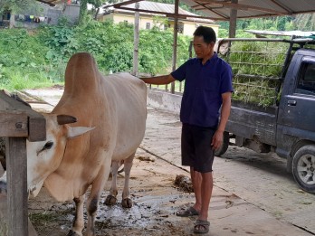 Sigi Berkomitmen Jadi Lumbung Ternak Sokong Kebutuhan Daging IKN