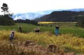 Kesiapan Sulawesi Topang Kebutuhan Pangan di IKN, Begini Analisis Pakar