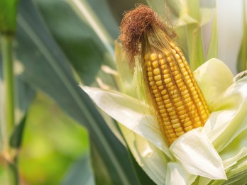 Panen Jagung Bioteknologi NTB Tembus 15 Ton/Ha, RI Siap Swasembada?