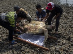 Penyu Hijau Betina Mati Terdampar di Pantai Taluak Buo Padang, Ini Penyebabnya