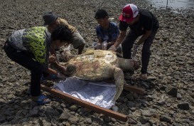 Penyu Hijau Betina Mati Terdampar di Pantai Taluak Buo Padang, Ini Penyebabnya