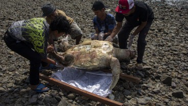 Penyu Hijau Betina Mati Terdampar di Pantai Taluak Buo Padang, Ini Penyebabnya