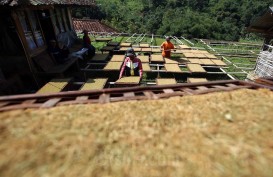 Petani Tembakau Tolak PP Kesehatan, Serapan Tenaga Kerja Terancam Susut