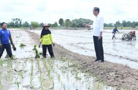 10 Tahun Jokowi: Mimpi Swasembada Kandas, RI Masih Impor Beras