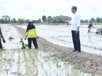 10 Tahun Jokowi: Mimpi Swasembada Kandas, RI Masih Impor Beras