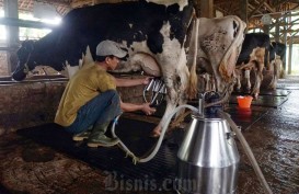 RI Bakal Impor Sapi Perah Brasil Demi Program Makan Bergizi Gratis