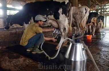 RI Bakal Impor Sapi Perah Brasil Demi Program Makan Bergizi Gratis