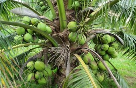 Ini Lho Manfaat Minum Air Kelapa di Cuaca Panas