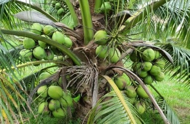 Ini Lho Manfaat Minum Air Kelapa di Cuaca Panas