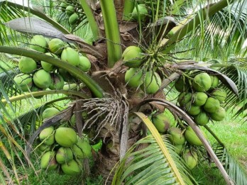 Ini Lho Manfaat Minum Air Kelapa di Cuaca Panas