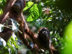 Malaysia Tawarkan Program Adopsi Orang Utan untuk Importir CPO