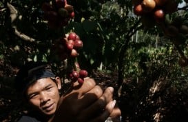 OJK Kaji Akses Keuangan untuk Petani Kopi Sumsel