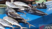 Produksi Ikan Tuna di Jayapura Mencapai 45 Ton per Tahun