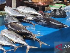 Produksi Ikan Tuna di Jayapura Mencapai 45 Ton per Tahun