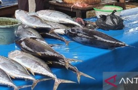 Produksi Ikan Tuna di Jayapura Mencapai 45 Ton per Tahun