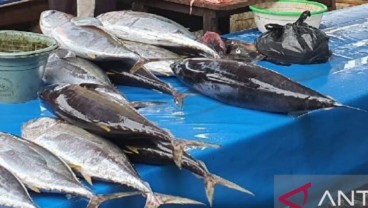 Produksi Ikan Tuna di Jayapura Mencapai 45 Ton per Tahun