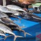 Produksi Ikan Tuna di Jayapura Mencapai 45 Ton per Tahun