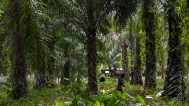 Apkasindo Tawarkan Solusi Angkat Harga Sawit Swadaya di Sumbar