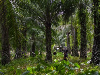 Apkasindo Tawarkan Solusi Angkat Harga Sawit Swadaya di Sumbar