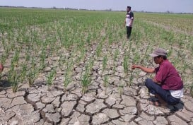 700 Hektare Sawah di Suranenggala Cirebon Kekeringan, Gagal Panen Mengancam