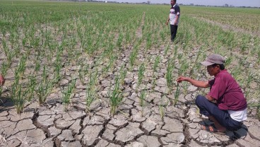 700 Hektare Sawah di Suranenggala Cirebon Kekeringan, Gagal Panen Mengancam