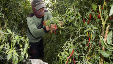 Panen Cabai Merah di Sumbar Lagi Bagus, Pasokan ke Pasar Bakal Terkendali