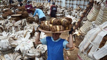 Panen Tembakau di Kediri Kurang Optimal